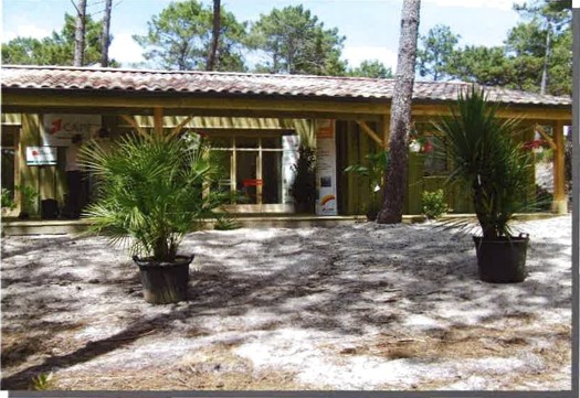 Maison bois sous les pins